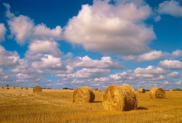 Canada-Saskatchewan-Shellbrook Bale rolls and cumulus clouds on farmland